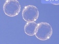 게임 Arcanoid bubble!
