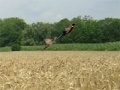 게임 Pheasant Hunting