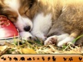 게임 Hidden Animals: Cute Dogs