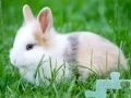 게임 Little Rabbit Jigsaw