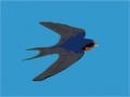 게임 Swallow catcher