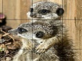 게임 Sissy animals slide puzzle