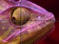 게임 Purple Chameleon: Slider Puzzle