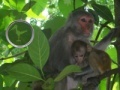 게임 Hidden Animals: Baby Monkeys