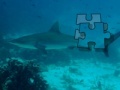 게임 Shark Puzzle