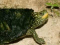 게임 Map Turtle Jigsaw