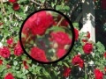 게임 Rose Garden Hidden Numbers