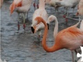 게임 Flamingo