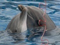 게임 Jigsaw Dolphins