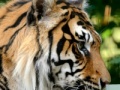 게임 Sumatran Tiger Jigsaw