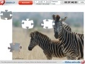 게임 Zebras Jigsaw