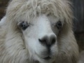 게임 Alpaca Slider