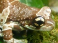게임 Amphibians Hidden Images