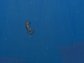 게임 Seahorse