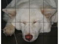 게임 Pet Puzzle
