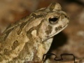 게임 Fowler's Toad Jigsaw Puzzle