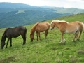 게임 Jigsaw Three of Horses