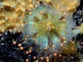 게임 Jellyfish Jigsaw