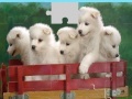 게임 Puppies Puzzle