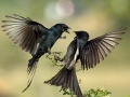 게임 Two Birds Jigsaw Puzzle