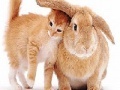 게임 Cute cat and rabbit slide puzzle