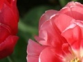 게임 Tulip Jigsaw Puzzle