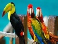 게임 Colorful parrots slide puzzle