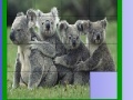 게임 Four koala slide puzzle