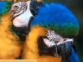 게임 Parrots Sliding Puzzle