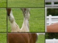 게임 Clydesdale Horse Slider Puzzle