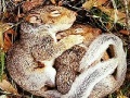 게임 Sleepy squirrels slide puzzle