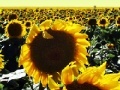 게임 Sunflowers jigsaw