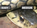 게임 Garter Snake Jigsaw Puzzle