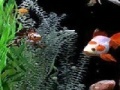 게임 Jigsaw: fish