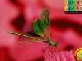 게임 Puzzle with green streety