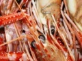 게임 Seafood hidden images