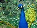 게임 Puzzles Peacock