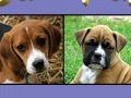 게임 Cute puppy pairs
