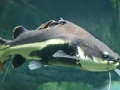게임 Catfish Slider