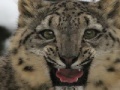 게임 Snow Leopard Slider