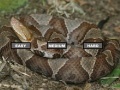 게임 Puzzle Copperhead