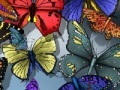 게임 Find the spot butterflies