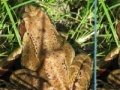 게임 Frogs Differences