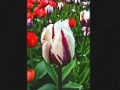 게임 Tulip flower