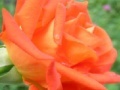 게임 Orange Rose