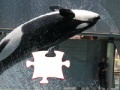 게임 Killer whale