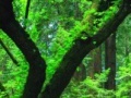 게임 Hidden spot green forest