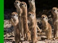 게임 Shy meerkat family slide puzzle