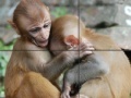 게임 Baby Monkeys Slider Puzzle