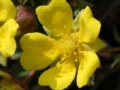 게임 Flowers